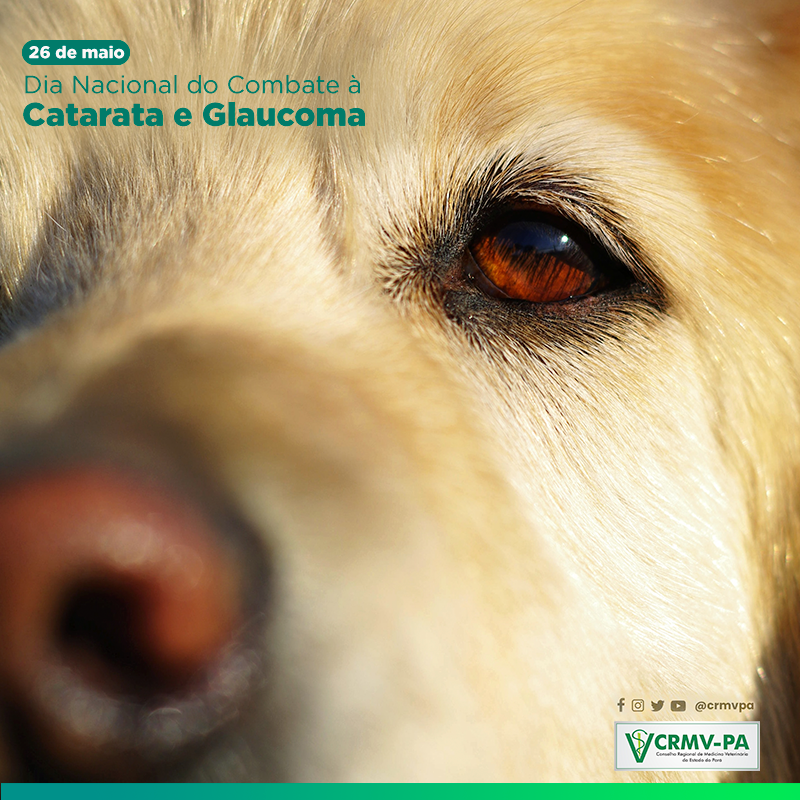 O que é o glaucoma?
O glaucoma em cães é uma das causas de cegueira. Dentro dos olhos dos pets (e de outros animais, como o ser humano) existe um líquido cuja a produção e reabsorção é constante e quando este líquido tem sua reabsorção prejudicada, há aumento da pressão intraocular, desencadeando o glaucoma.
Quais são os principais sintomas de glaucoma em cães?
Os sintomas do glaucoma podem se confundir com os de outros problemas oculares comuns. Por isso, é necessário que o animal seja levado ao veterinário assim que eles aparecerem.

Embora existam vários sinais do problema, os principais são:

lacrimejar excessivo;
piscadas em excesso;
vermelhidão nos olhos;
inchaço no globo ocular;
nebulosidade nos olhos;
falta de apetite;
sinais de desconforto na área da cabeça;
desorientação.
cegueira aguda
Veja também – Oftalmologista para cachorro!

Por que esse problema aparece?
Há diversas razões para o aparecimento do glaucoma em cães. Elas podem ser divididas em causas primárias ou secundárias. As causas primárias dizem respeito a alterações hereditárias que normalmente estão ligadas a algumas raças específicas (como é o caso do beagle, basset hound, shih tzu).

As causas secundárias, por sua vez, têm relação com o desenvolvimento de outras doenças oculares que afetam a drenagem do humor aquoso (líquido intraocular) e a pressão intraocular aumente.

Quais são os riscos do glaucoma?
Quando não tratado, o glaucoma comumente faz com que os pets percam completamente a visão, de modo irreversível. Algumas vezes é necessário fazer a retirada do olho acometido para aliviar o desconforto do animal. Pode desencadear queda na qualidade de vida do animal devido à dor, a alterações comportamentais e desenvolvimento de outras afecções oculares.

Não deixe de ver – Doenças oculares: conheça as 5 mais comuns entre cães e como tratá-las

Como é feito o tratamento desse problema?
O tratamento escolhido dependerá muito de cada caso, podendo variar bastante de animal para animal. De modo geral, as abordagens escolhidas envolvem o uso de colírios para diminuir e controlar a pressão intraocular, e dependendo de outras afecções que apresentam no momento da avaliação.

Além desse tipo de medicamento, outros são utilizados para aliviar o desconforto sentido pelo cãozinho. Por isso, analgésicos são comumente prescritos. Outra abordagem possível é o procedimento cirúrgico, indicado em casos mais graves da doença.
Como podemos perceber, o glaucoma em cães é um problema sério e que precisa de atenção veterinária imediata para que não evolua e cause ocorrências irreversíveis para a visão do animal. Por isso, caso note algum sintoma ou alteração no comportamento de seu pet, não deixe de levá-lo a um veterinário sp o quanto antes.